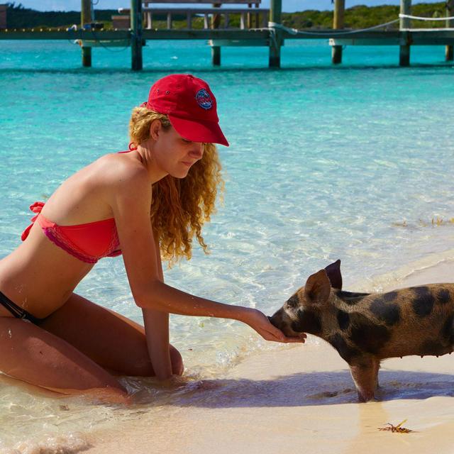 Help us Meet & Swim with The Exuma Pigs!