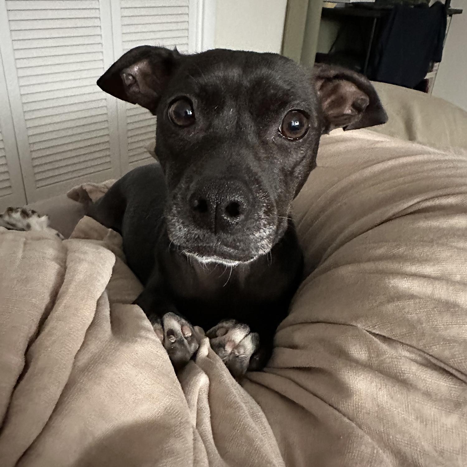 Scout being way too cute