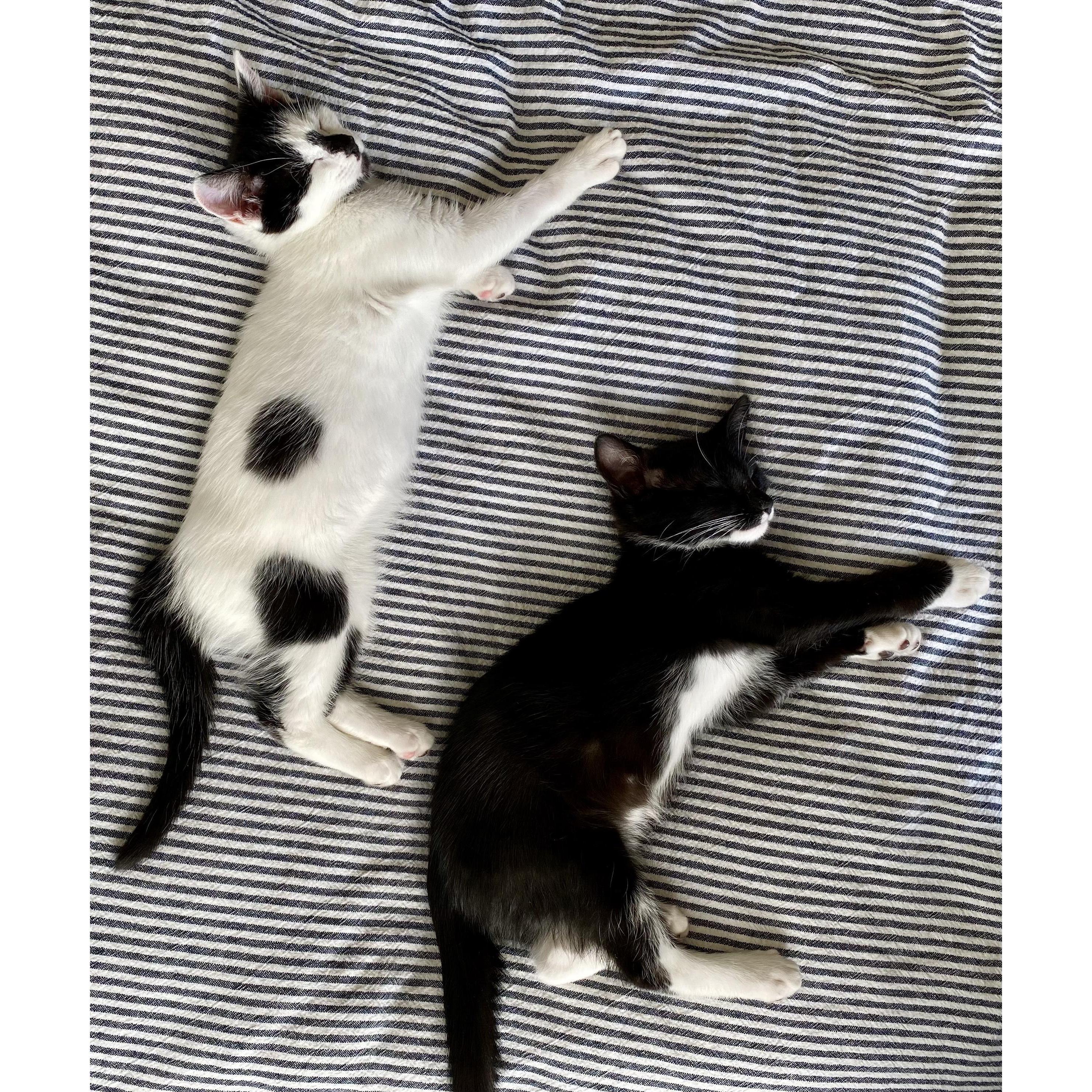 Baby Kitties