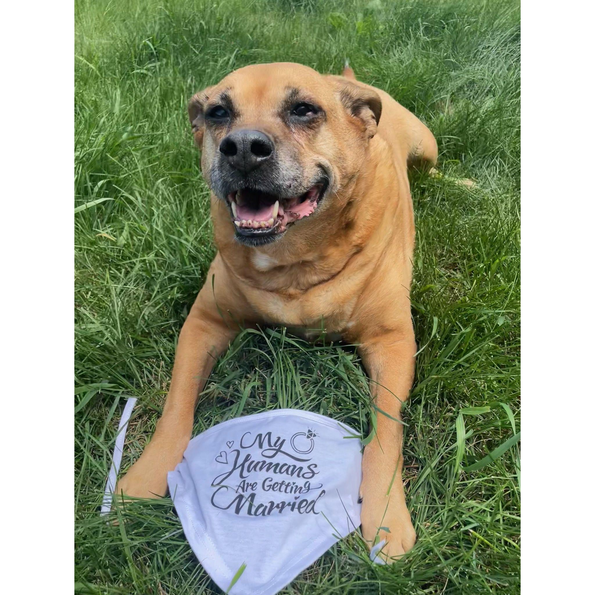 Our pup, Miller, is excited her humans are getting married!