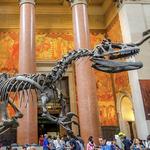 American Museum of Natural History