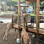 San Antonio Zoo