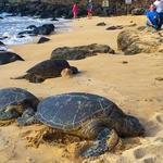Laniakea Beach (Turtle Beach)