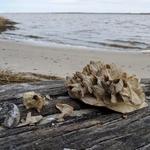 Fossil Hunt @ York River State Park