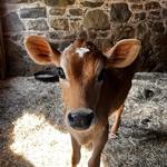 Fosterfields Living Historical Farm