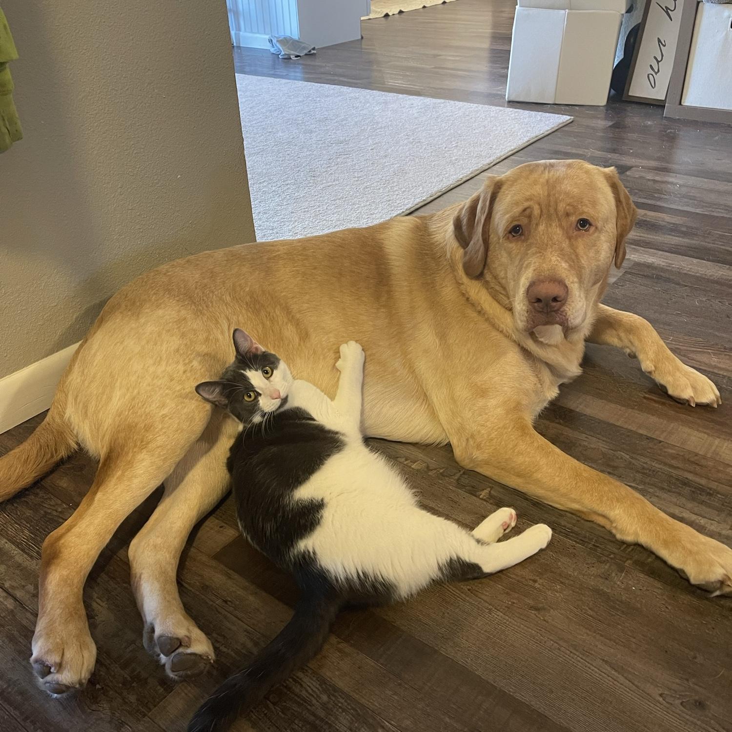 Bubba and chi chi - she LOVES him so much