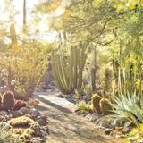 Tucson Botanical Gardens