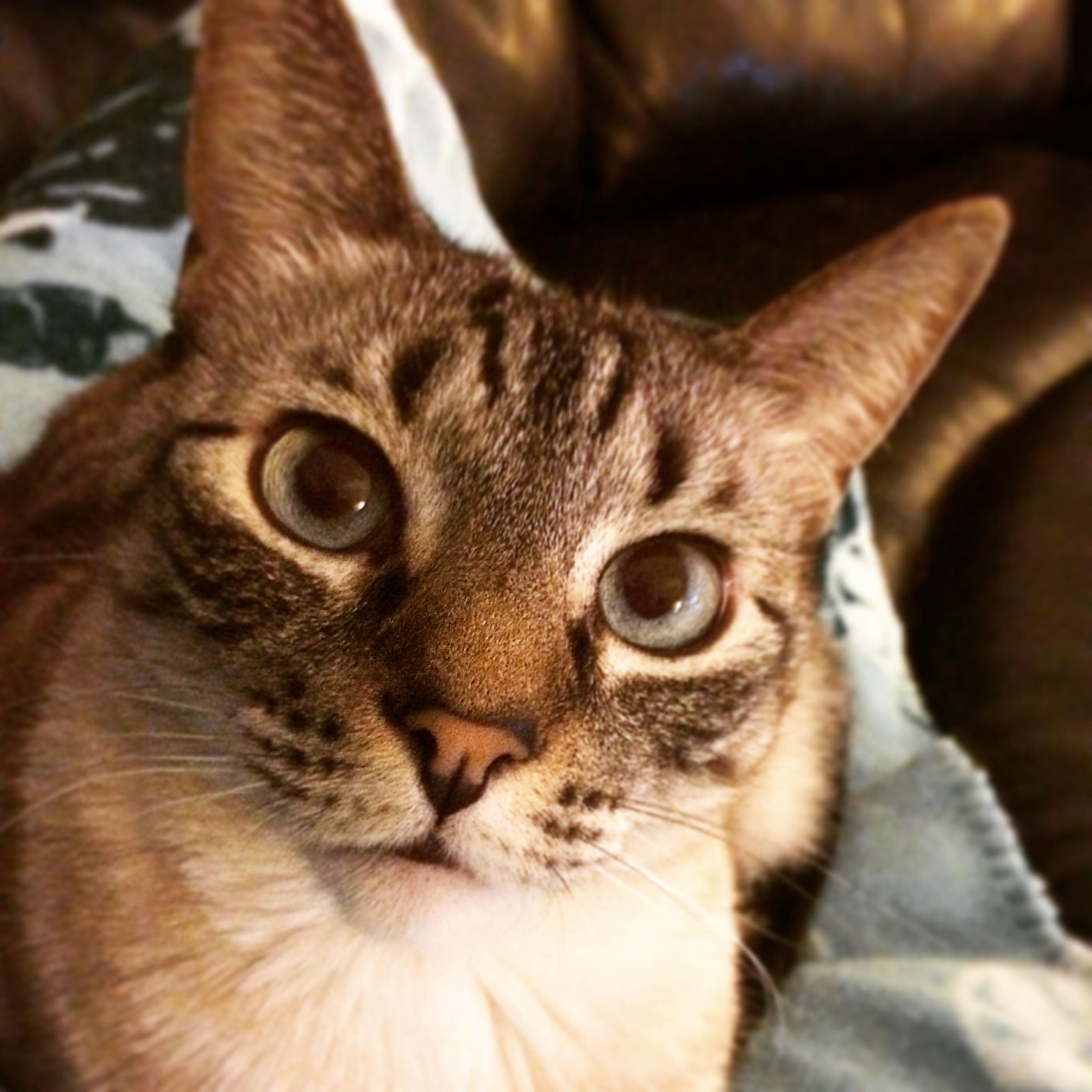 Kaia -- Fur baby #1