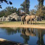 Fresno Chaffee Zoo