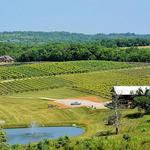 Winery Tour