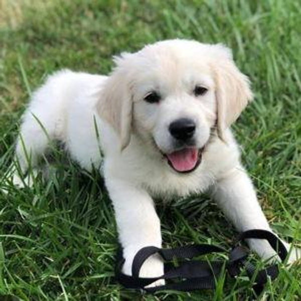 Puppy Fund!