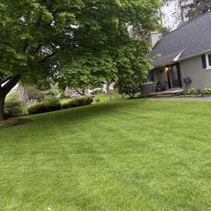 Jon's Lawn