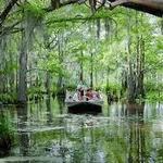 Swamp Tours