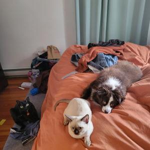 Honeymoon Pet Sitter