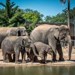 Houston Zoo