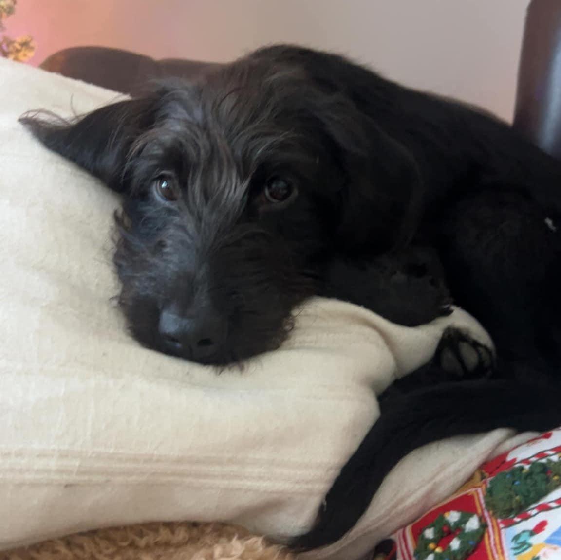 Welcomed our newest edition to the family