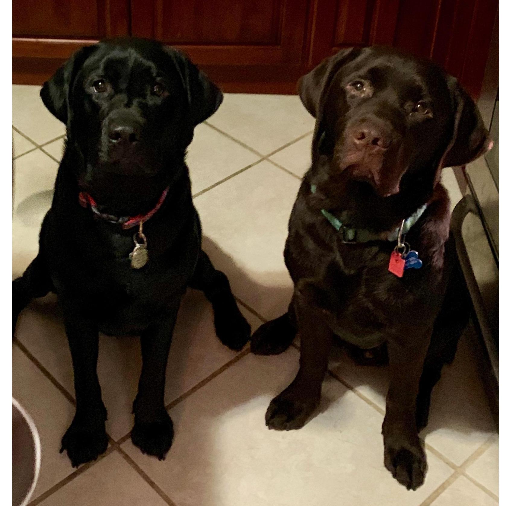 Our boys. Cal and Chewie