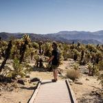 Cholla Cactus Garden