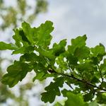 Muscatine Arboretum