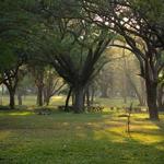 Cubbon Park