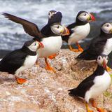 Puffin and Whale Watching Cruises
