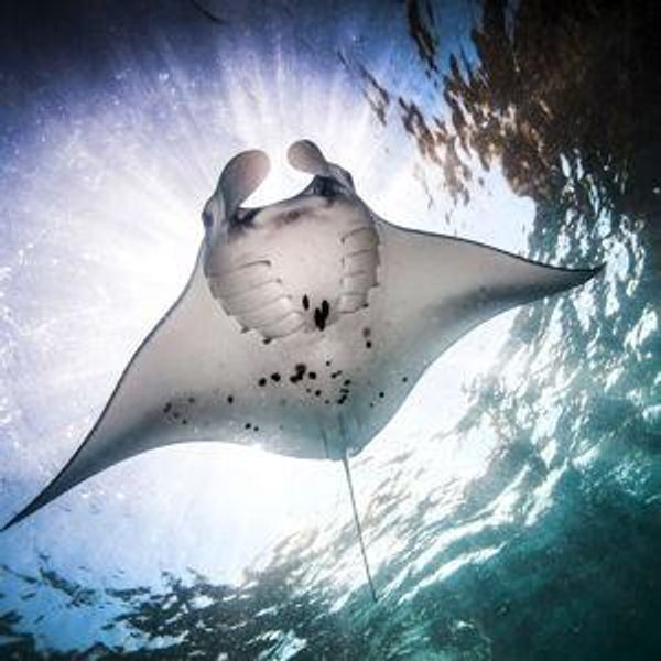Honeymoon Manta Ray Dive