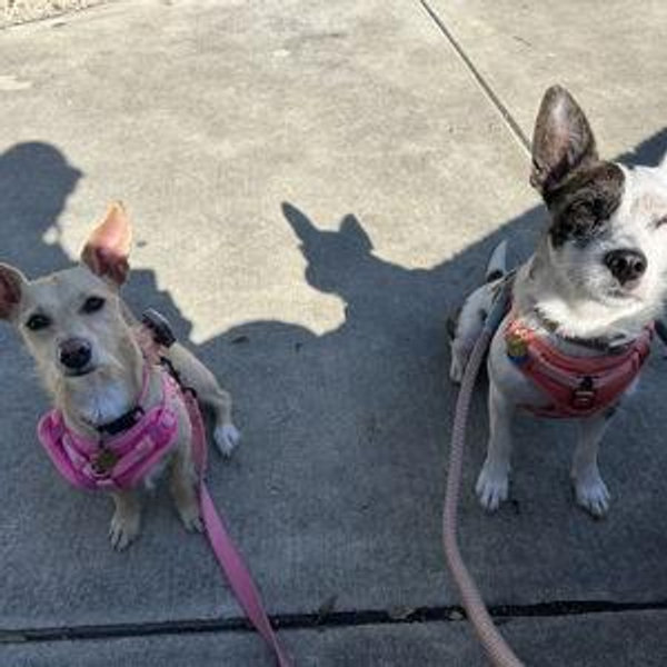 Los Angeles County Animal Shelters