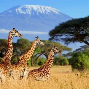 Africa Honeymoon Fund