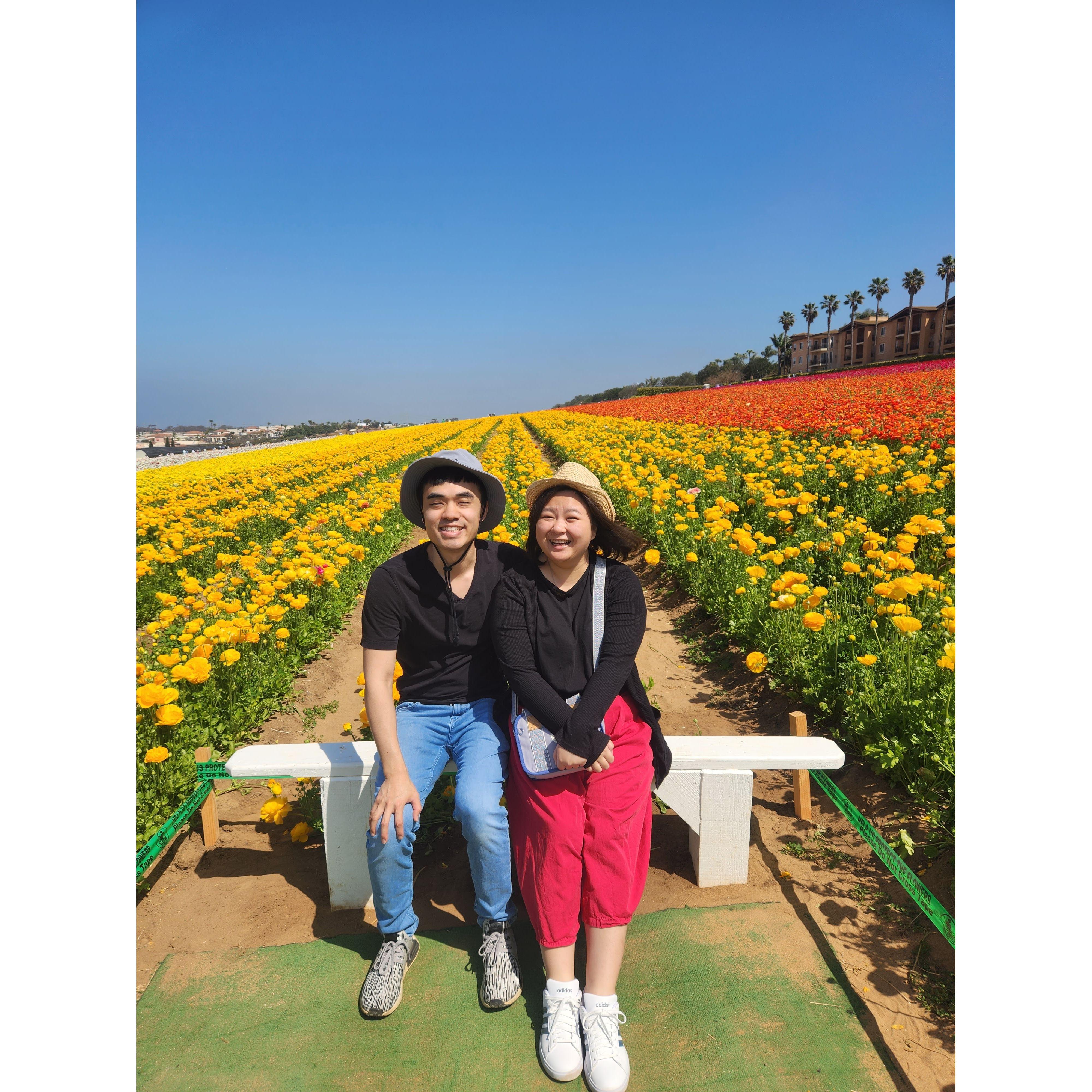 The Flower Fields in Carlsbad, CA