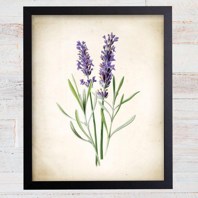 Vintage Watercolor Lavender Print. Botanical Print. Art Print. Lavender Art. Antique Botanical Prints. Wall Art. Farmhouse Decor. Herb Art.