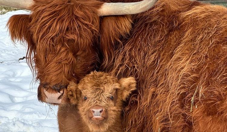 The Wedding Website of Celeste DeJohn and Wesley Berry