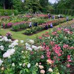 Stroll: International Rose Test Garden