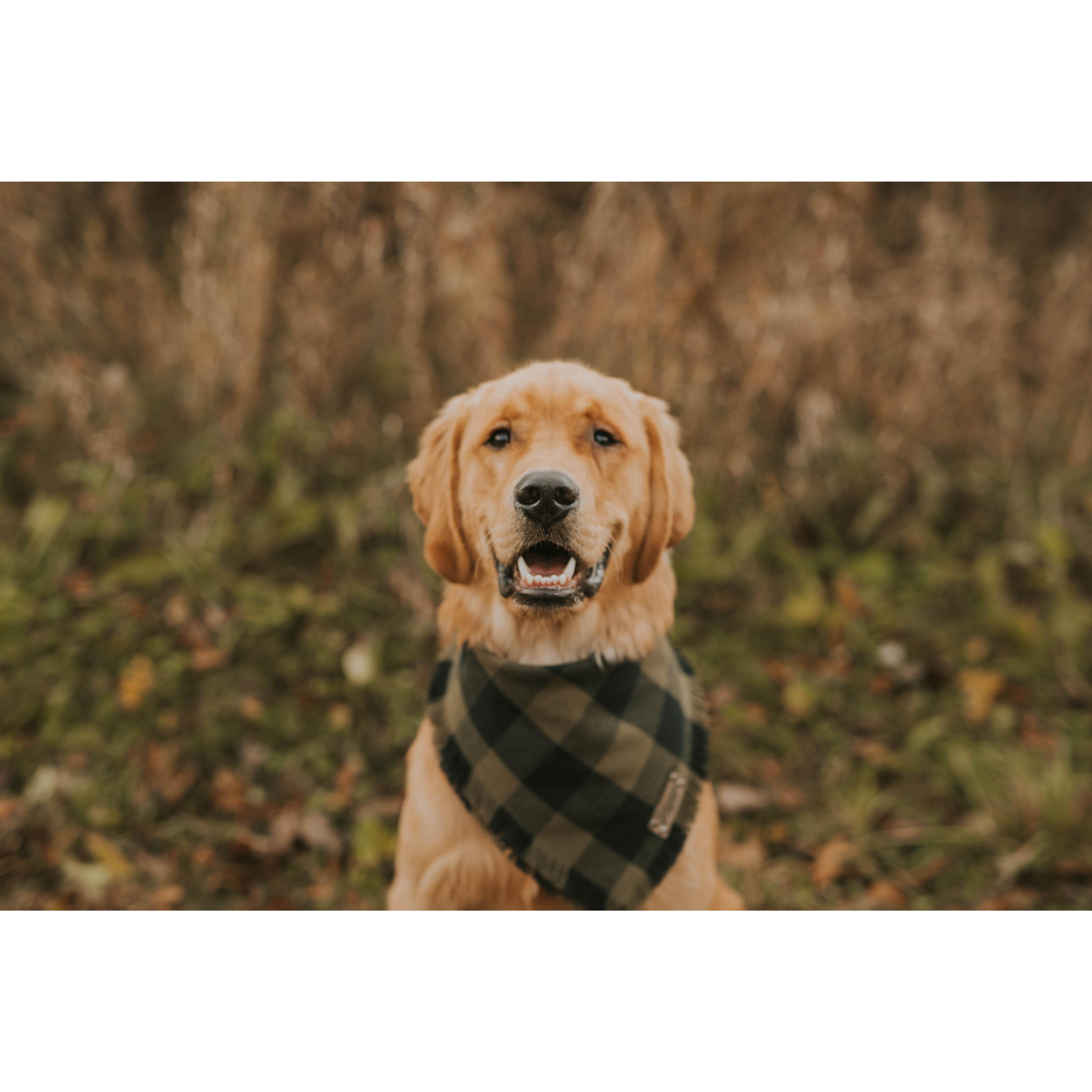 Smiley pup :)