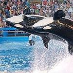 Sea World