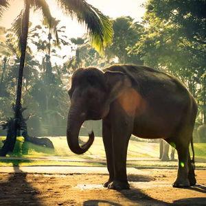 Elephant Sanctuary