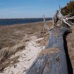 Carolina Beach State Park