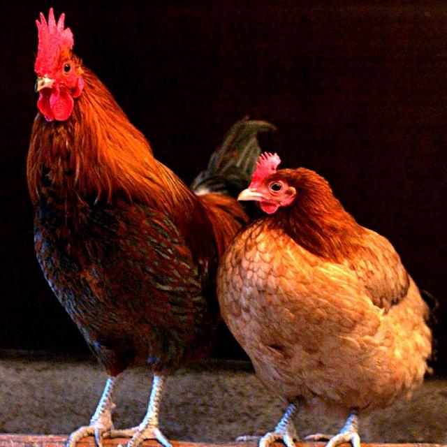 Chicken Fund