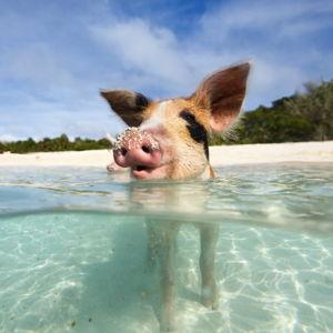 Honeymoon Excursion - Swimming With Pigs & Pearl Island Bahamas Beach Escape