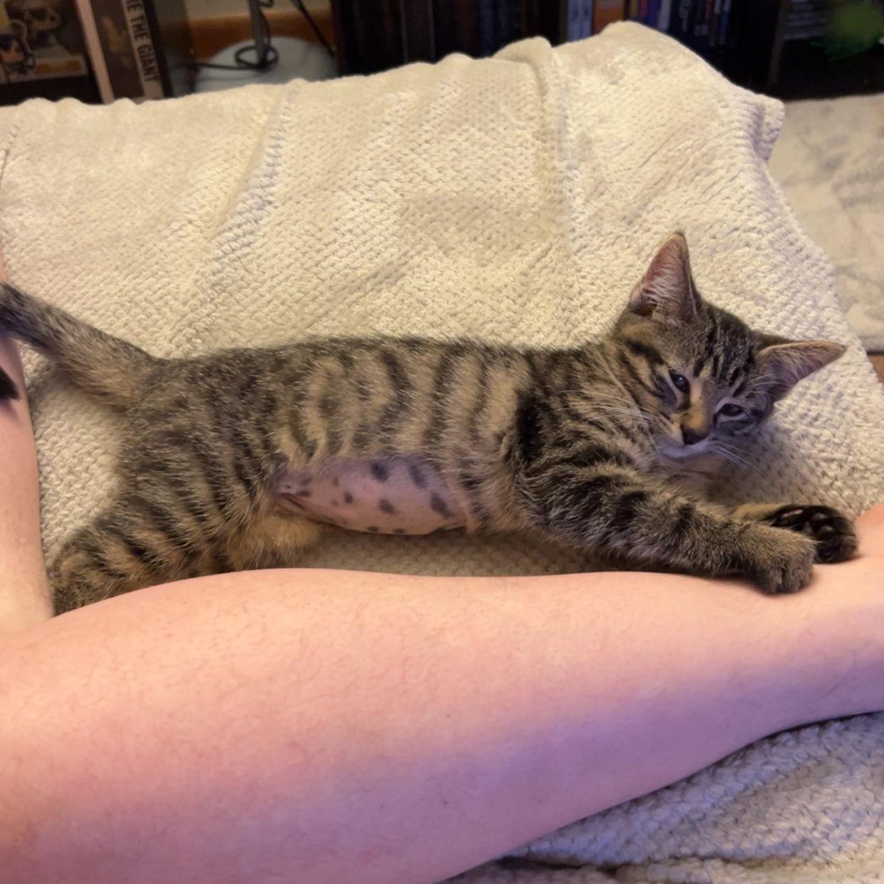 Our newest family member Freya, the first cat we got together