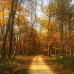 Potawatomi woods