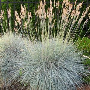 Idaho Fescue (6)