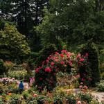 International Rose Test Garden