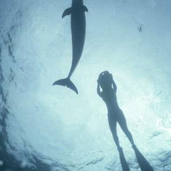 Swimming with Dolphins