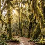 Looking for an adventure? Olympic National Park