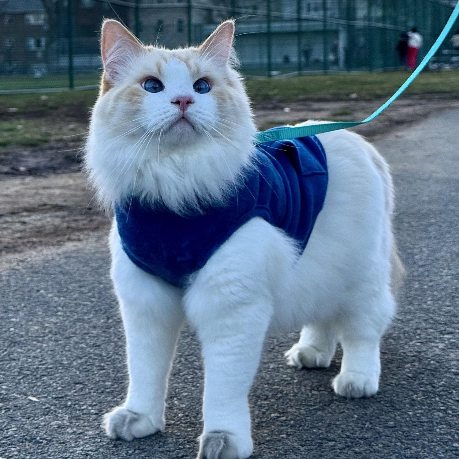 Our adventurous Baby on a walk. The POSE, the POWER, the PRESENCE!