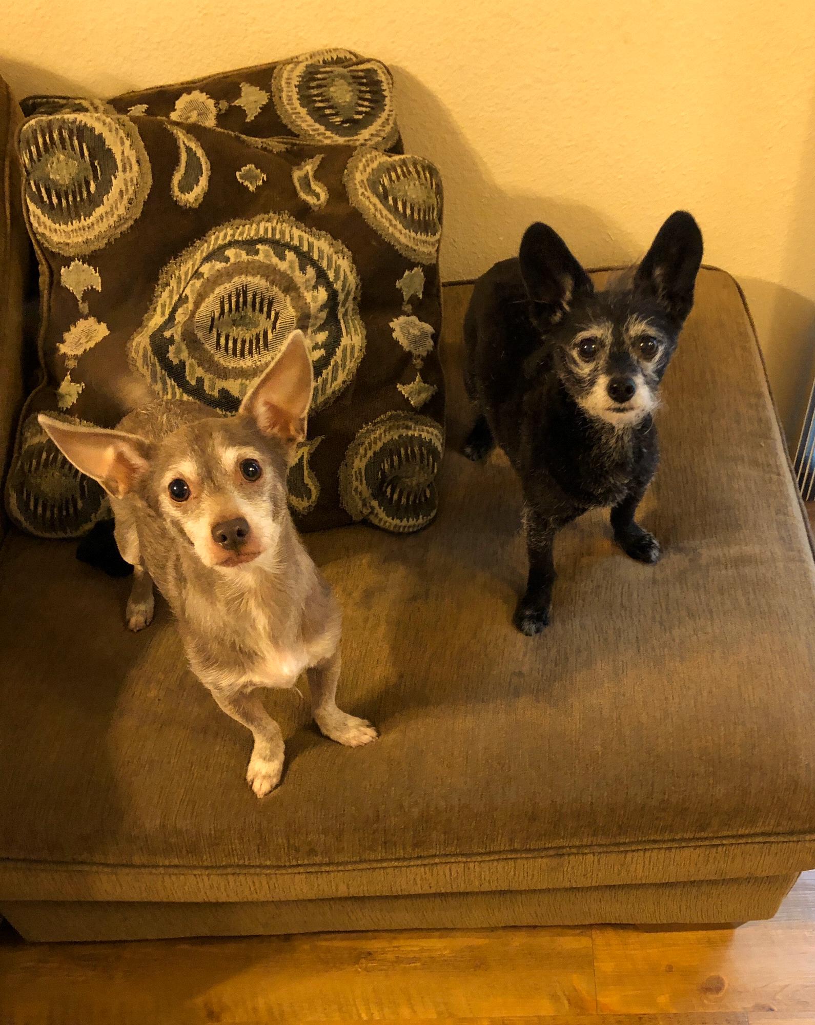 Jack and Stink. Yes his pup happens to look just like mine.