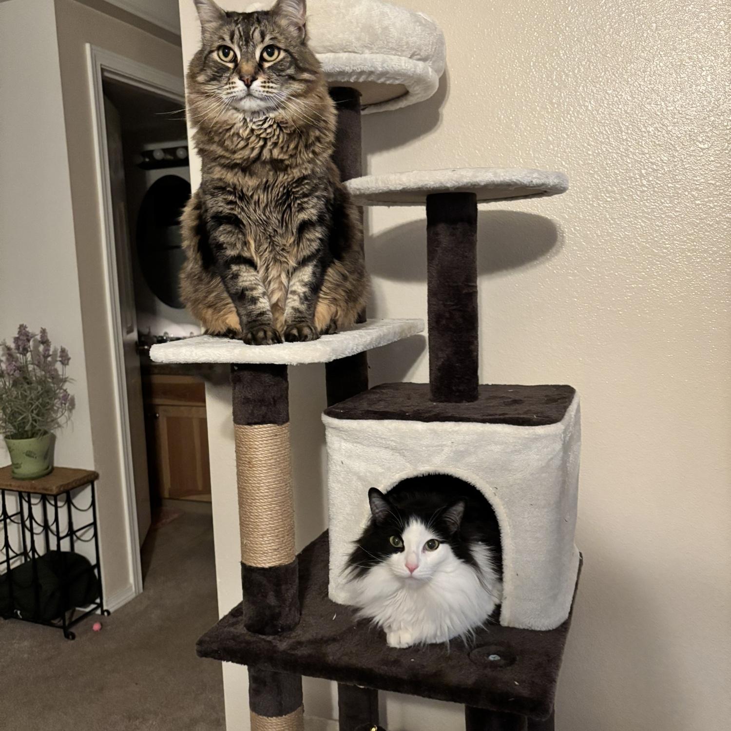 Our beautiful fur babies