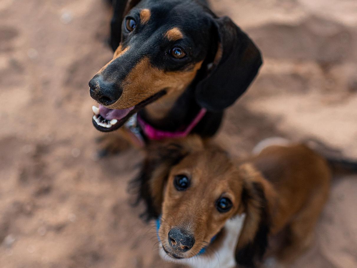 The Wedding Website of Chelsea Foster and Brooks Hagler