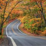 Tunnel of Trees