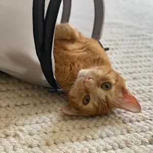 The Cat Lover Fund